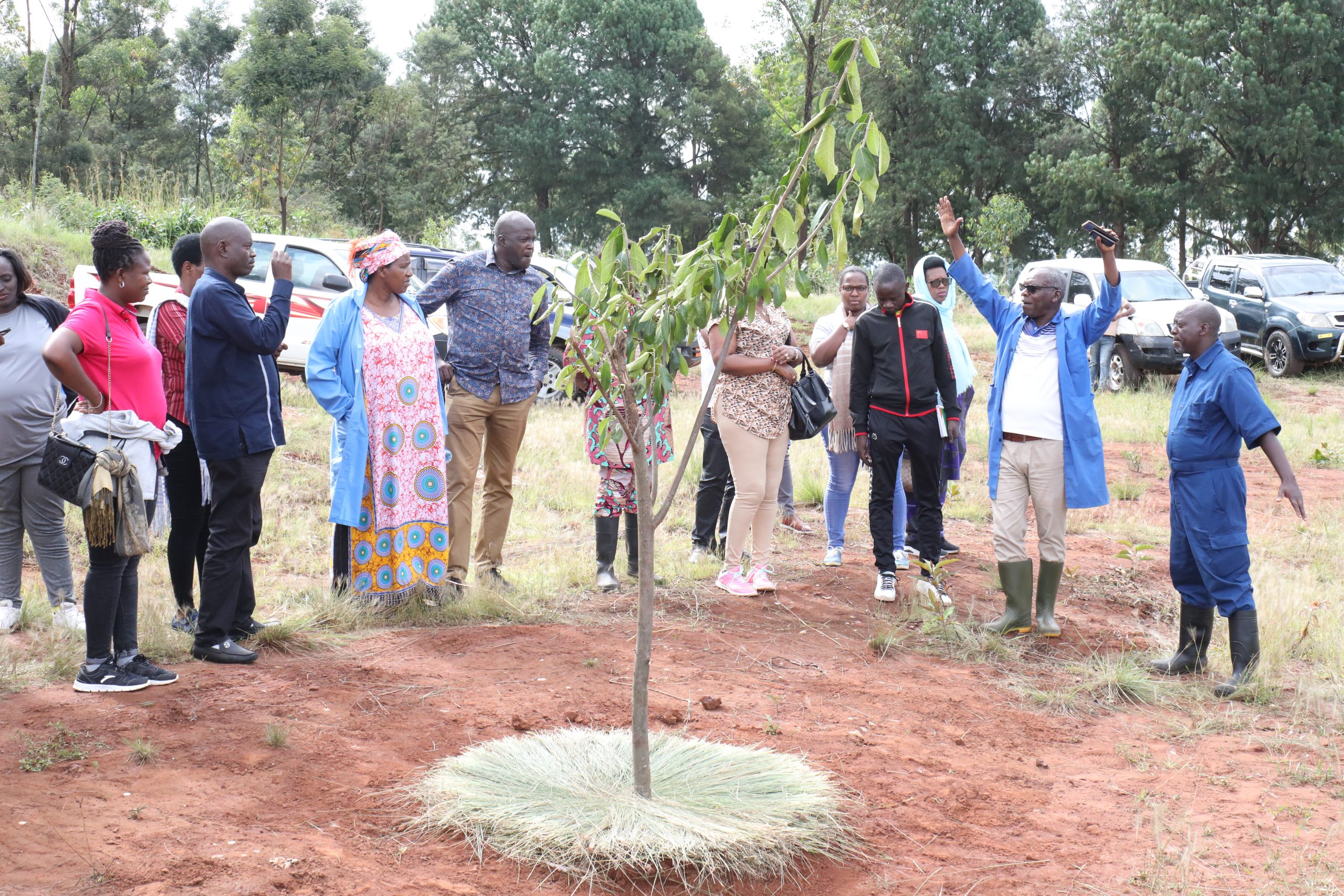 Gitega Les arbres mémoires pour protéger les fosses communes